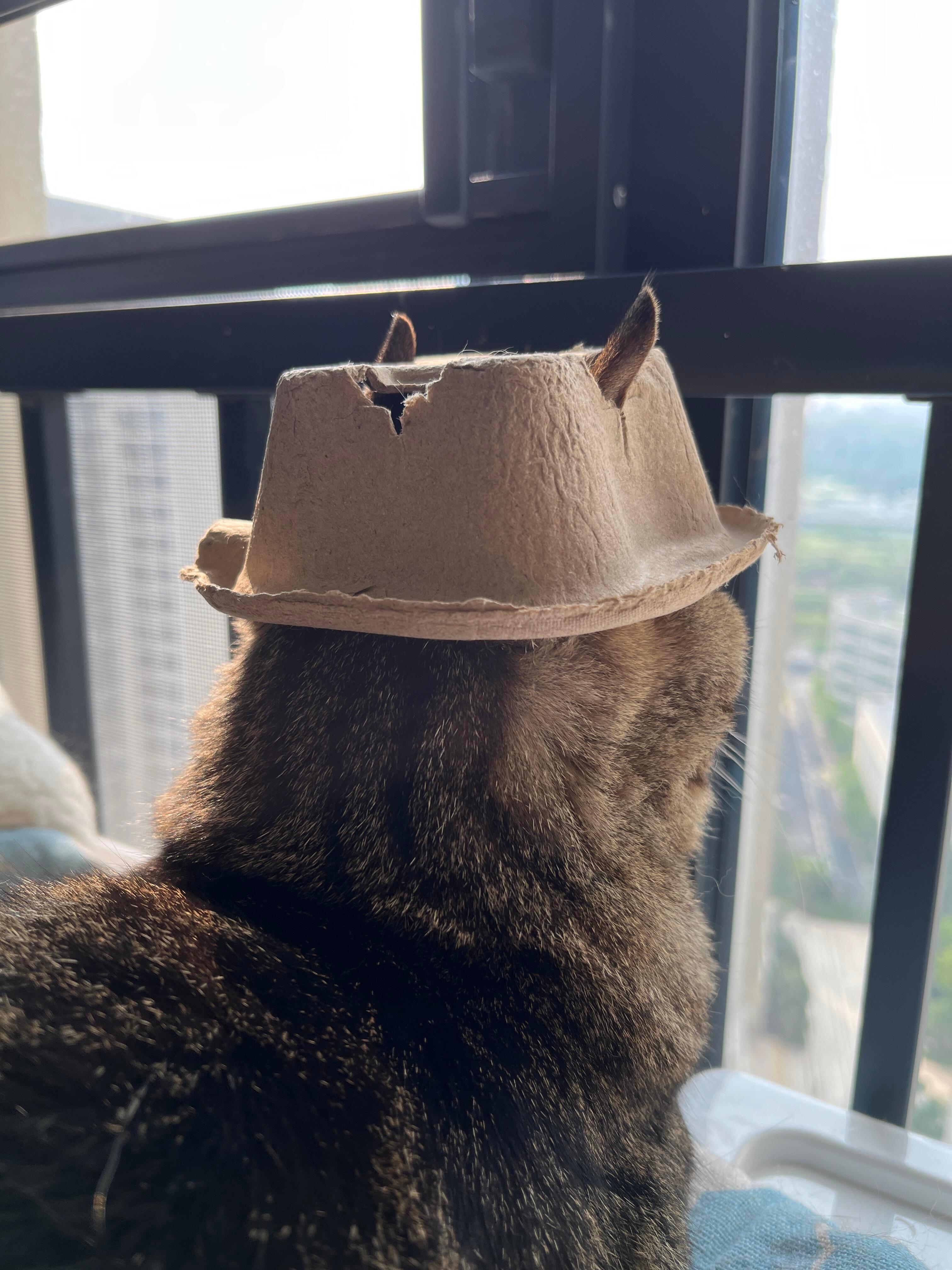 猫猫：妈妈给我做的牛仔咖啡帽​​​