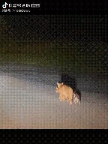 流浪猫妈妈嘴里含着小猫咪，后面还跟着一只小的，娘仨孤独的走在黑夜里。也许它是在找