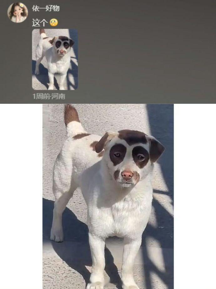 第一次见有拼好狗的​​​