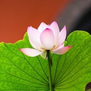 一群在生产线上干了十几年的老派遣，突然听说要裁人了。家里孩子学费等着交。下个