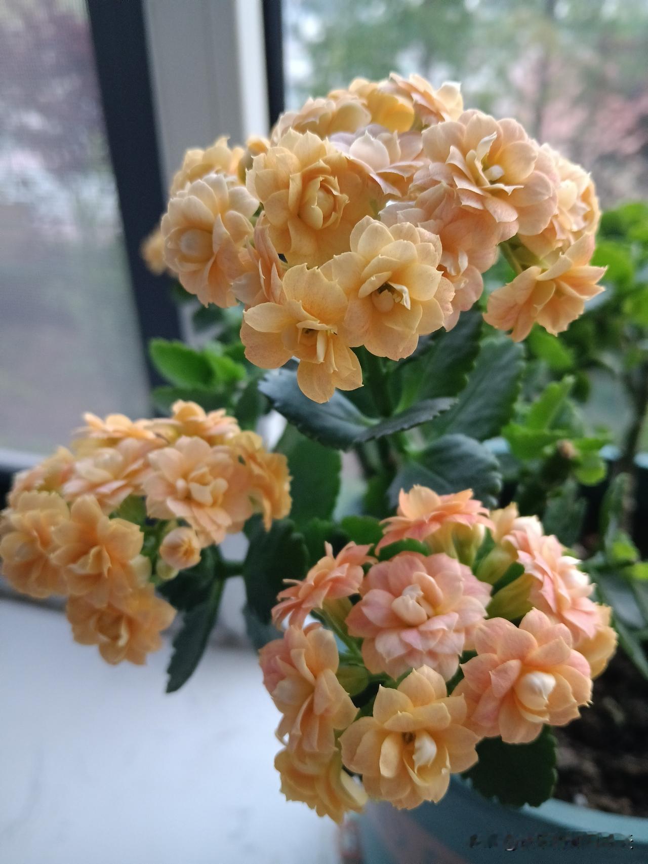 当你陷入困境时，有谁会伸出援手？父母出手相助的可能性为100%；夫妻施以援手