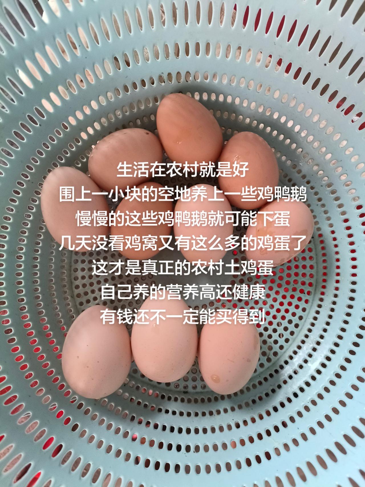 生活在农村就是好围上一小块的空地养上一些鸡鸭鹅慢慢的这些鸡鸭鹅就可能下蛋几