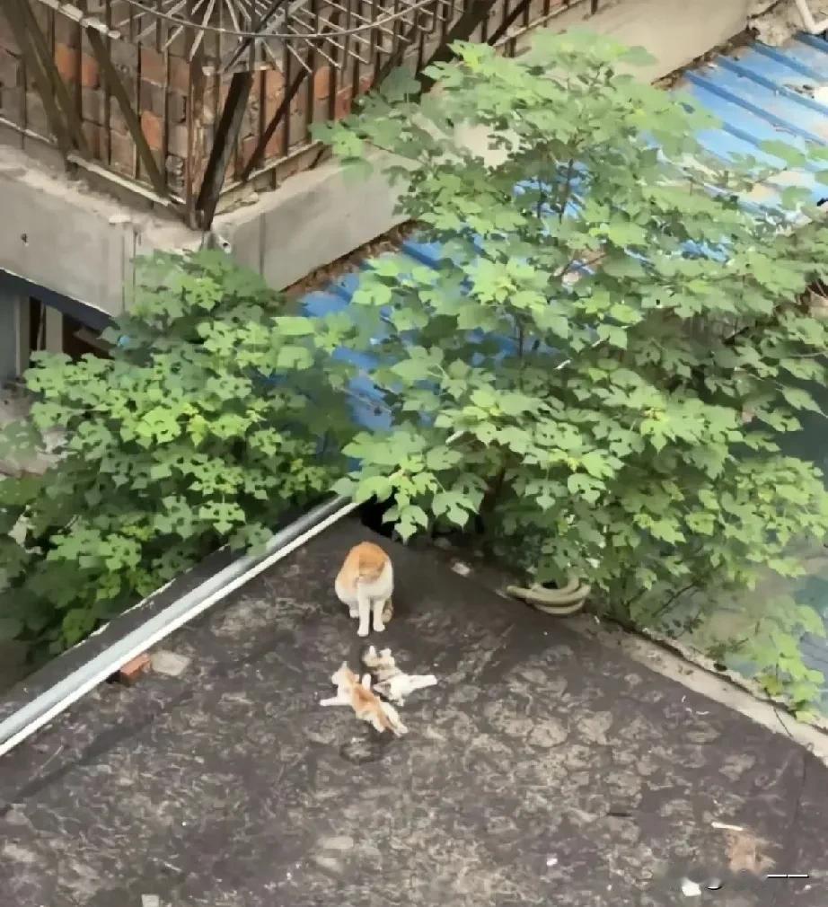 几只刚出生的流浪小猫被坏心人全部扔进河里淹死了。猫🐱妈妈下水一一把小猫咪捞
