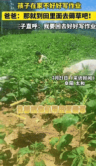“这下后悔了吧！”在安徽阜阳，一位爸爸因孩子在家不认真做作业，把他们带到田里去薅