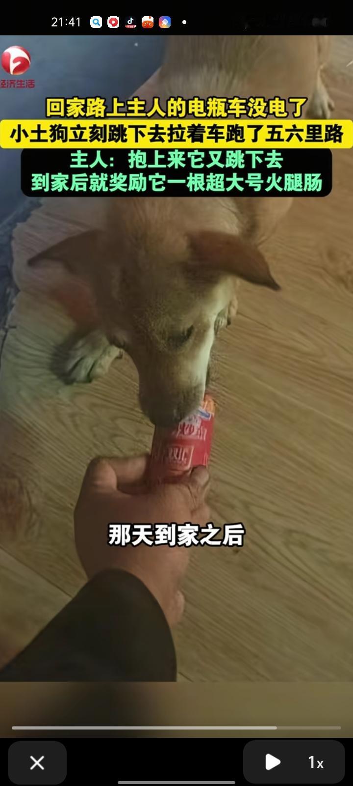 11月11日，徐州邳州市。网友发视频称，回家途中电瓶车没电了，小土狗立即跳下去拉