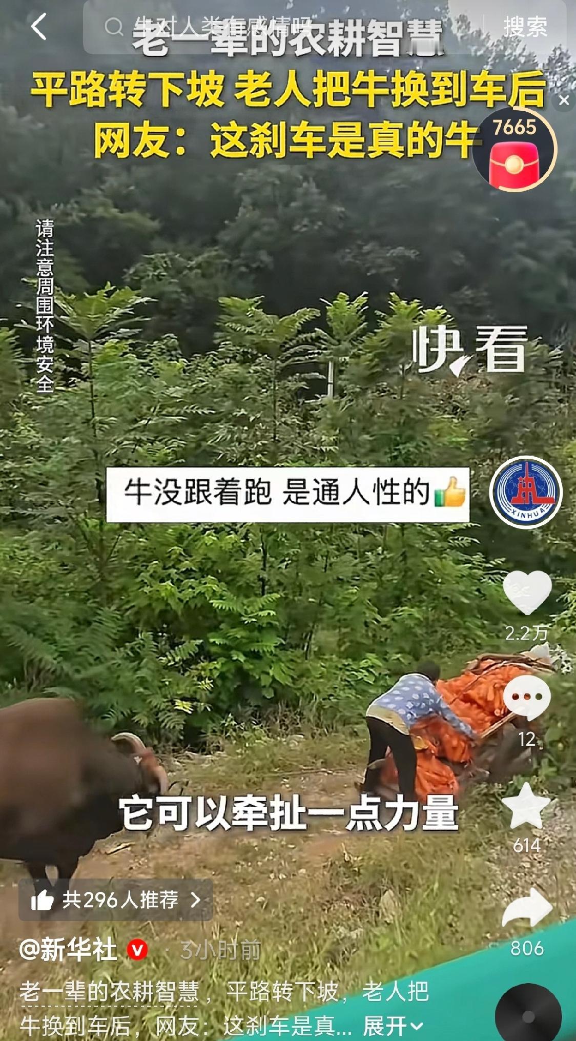 湖北十堰，一女子在路上偶遇一对老夫妻用牛车拉玉米。满满一板车玉米，平路上走得还算