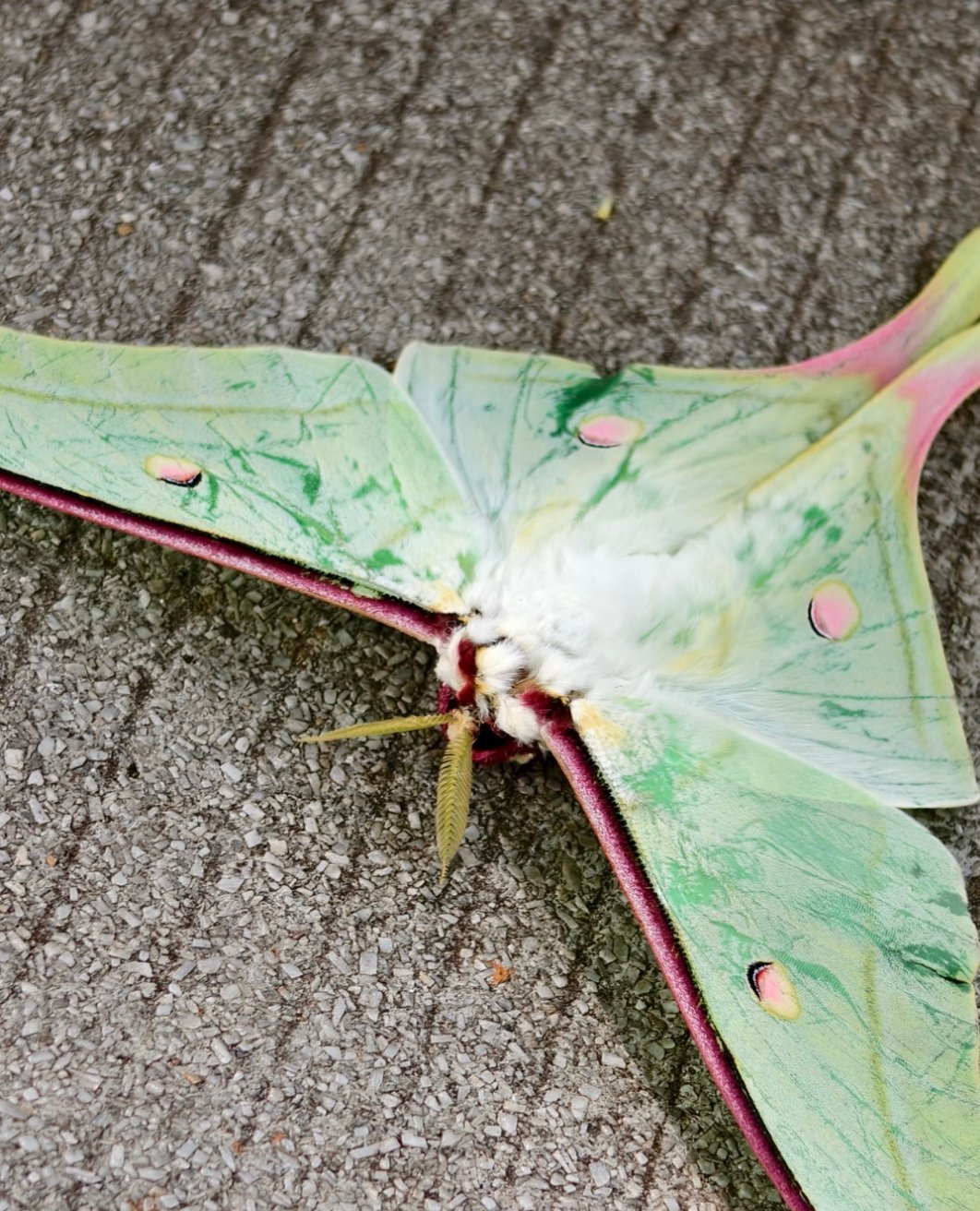神奇的大自然！看到一只超级美丽的飞蛾or蝴蝶，开始以为是谁做的手工，直到它一直扑