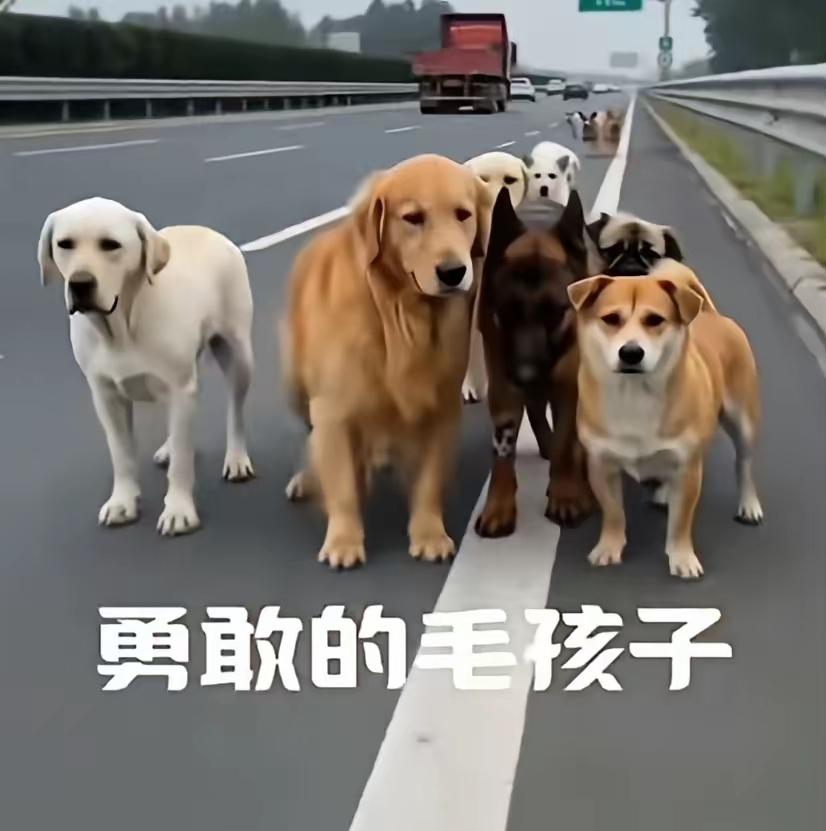 今天刷到长春那7只狗出逃的视频，直接给我看破防了。​一辆偷狗车，铁笼子。几个贼