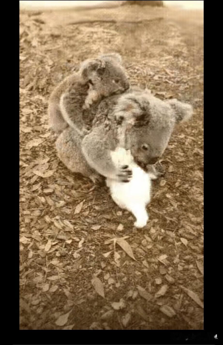 一对流浪猫母子，猫妈妈出了车祸死去。失去妈妈的小猫崽看到考拉妈妈背着小考拉，想起