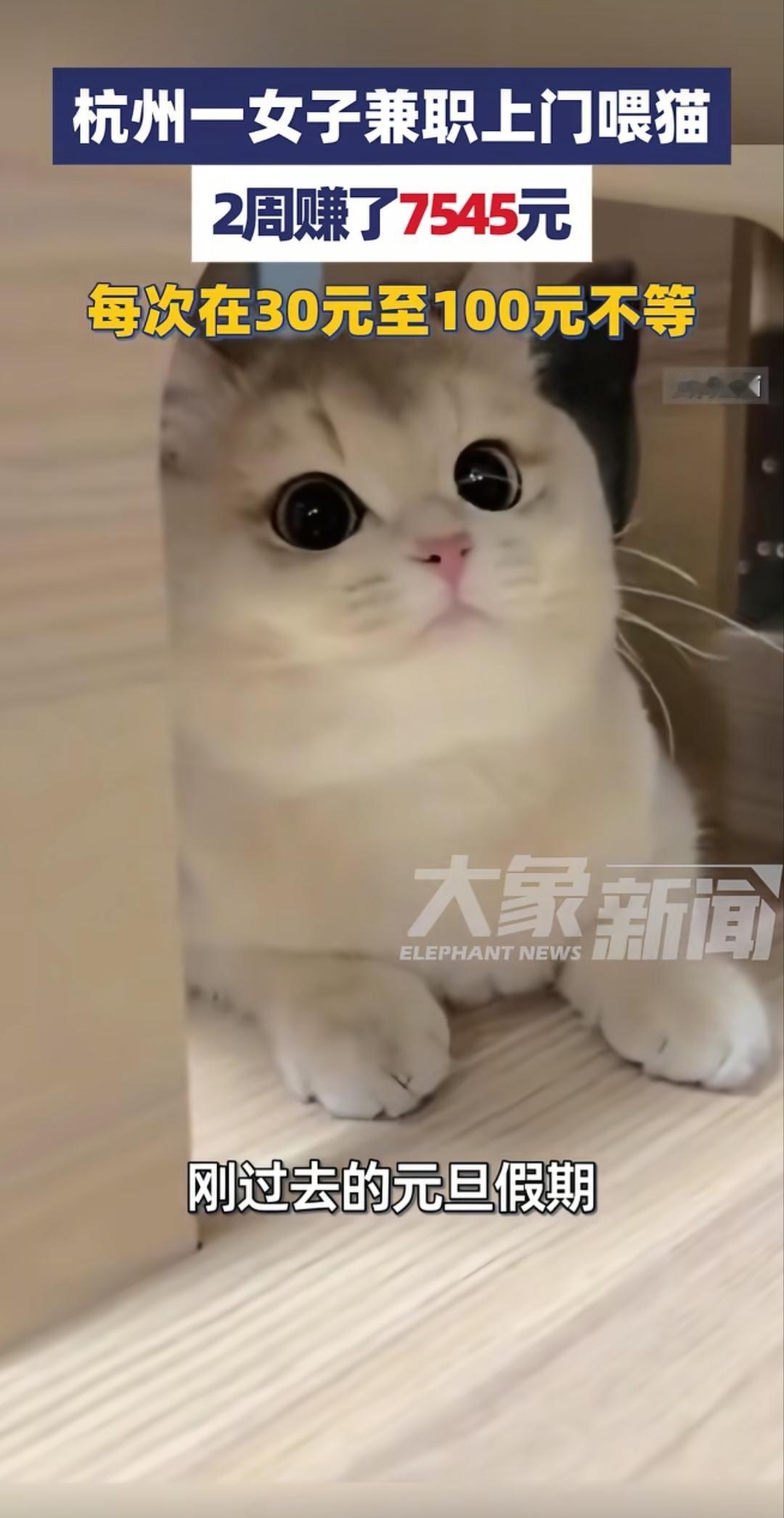 “没想到这也能赚钱！”杭州一女子，通过兼职喂猫的方式，仅用2周的时间就赚到了75