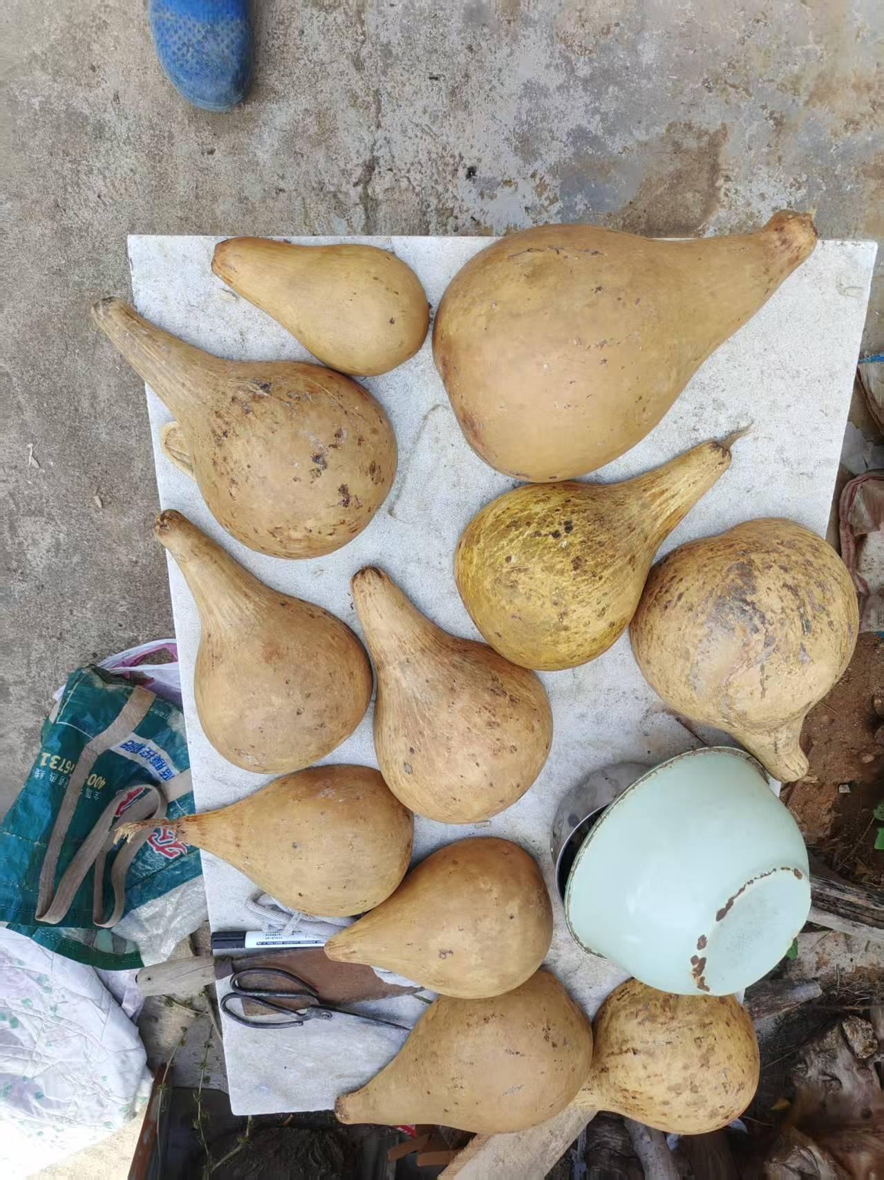 我今天回老家修屋面，做混凝土沟盖板，修剪板栗树，嫁接五株柿孑，栽了两株山楂，修剪