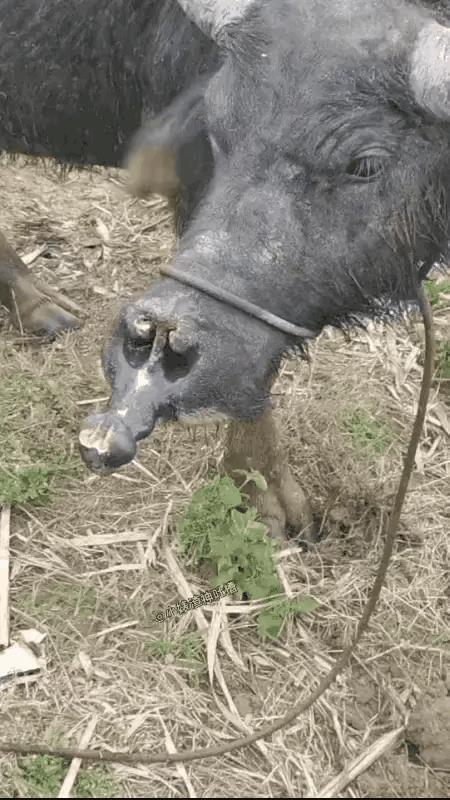 俗话说，好死不如赖活，这苦那苦去死最苦
