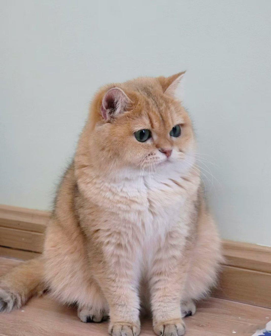 一个几乎没有缺点的宠物温顺省心又治愈，不闹腾不矫情，性格乖巧还好养活。软萌又懂事