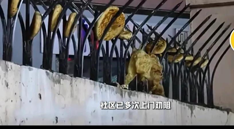 天津一小区围墙时常“刷新”出烧饼馒头,还用防盗刺一个个穿好,有人报给物业,物业人