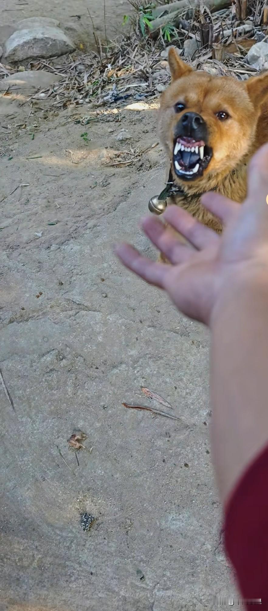 主人伸出手想和狗狗玩耍，还摸了摸它的头，谁知它龇牙咧嘴地对着主人。这可把主人惹恼