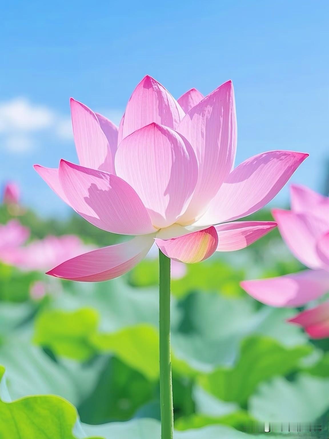 老公出轨后，原配最掉价的10种行为：第一种：一哭二闹三上吊“我不活了”“