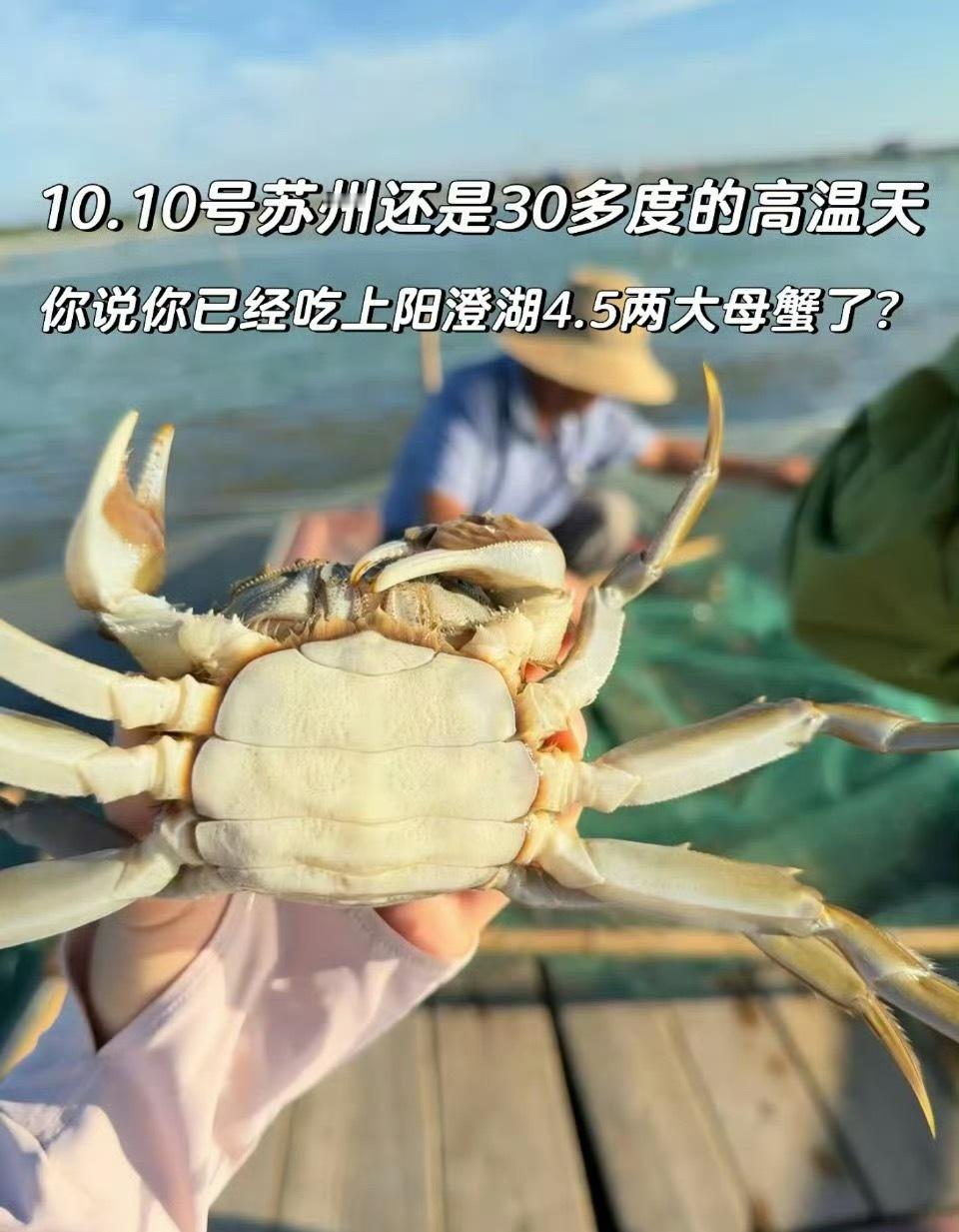 阳澄湖大闸蟹今年是淹死了吗哈哈，我说今年怎么没听到大闸蟹的消息。原来它们在放高温