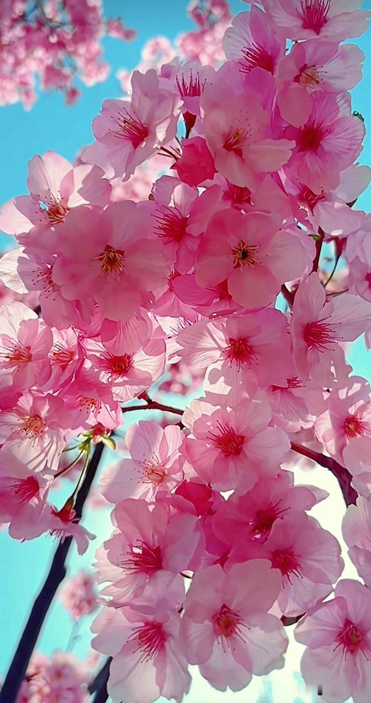满树重瓣樱花如云漫绽，粉柔花瓣簇拥成团，衬着翠绿新叶与澄澈晴空，揉碎了春日所有温