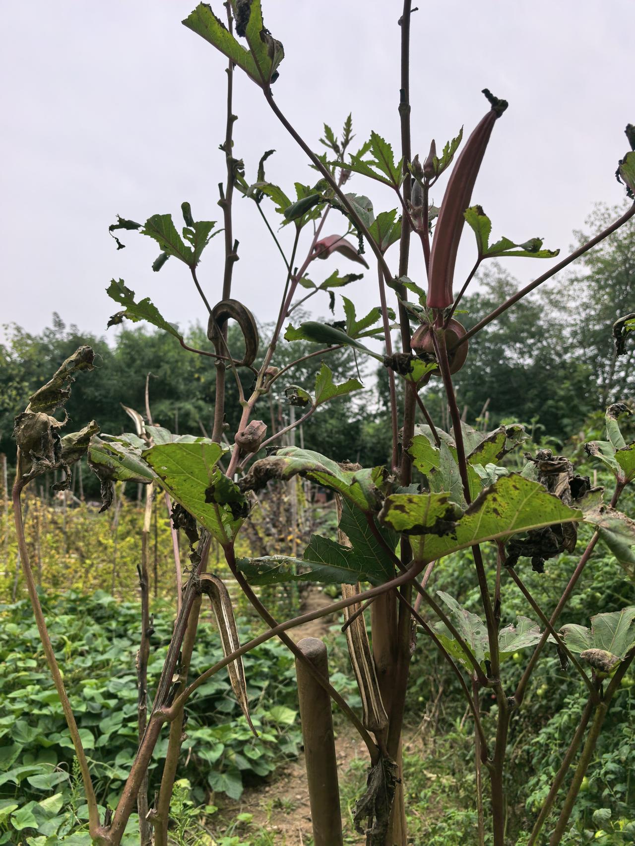 十几天没来菜园，直接荒成草场秋葵丝瓜全都旱死了。红薯藤铺得满地疯长，看着长势