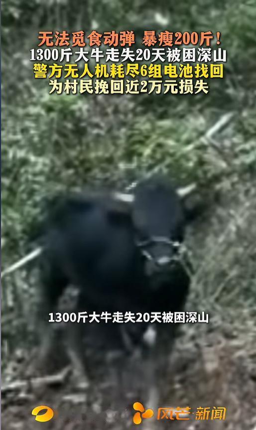 “太坚强了！”5月3日报道，浙江杭州，一位村民家中养了三年的牛走丢了20天，牛主