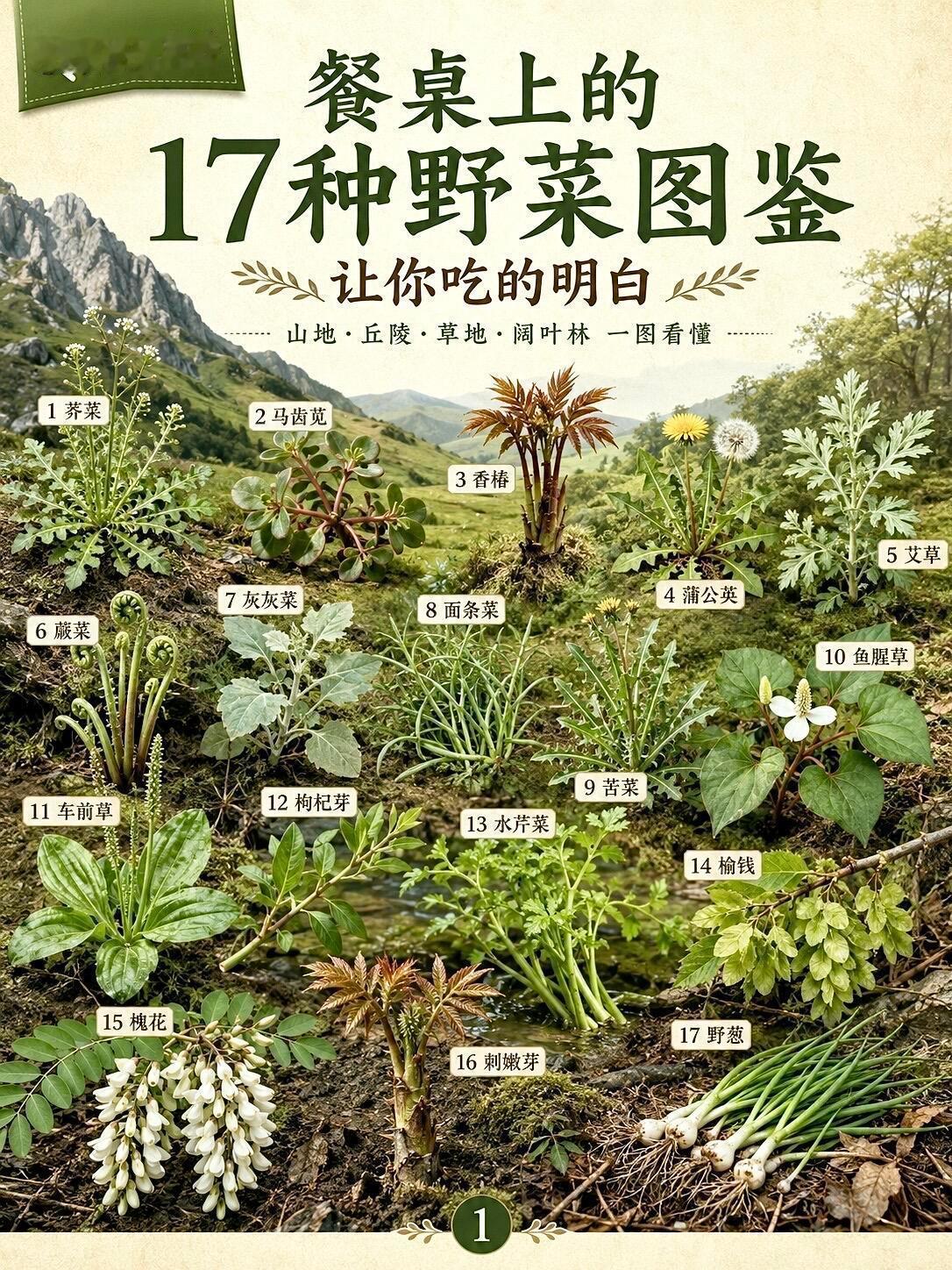 17种春日野菜全图鉴！踏青挖野菜对照识别，再也不认错整理完整山野野菜识别手