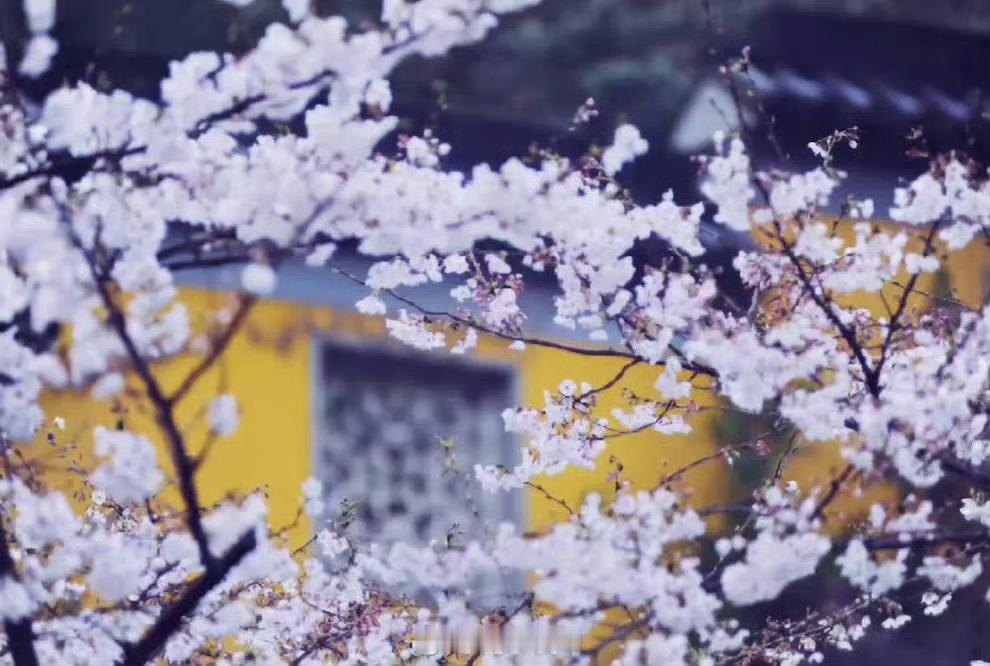 南京鸡鸣寺，每年樱花盛开时节，满树烂漫，如云似霞🌸