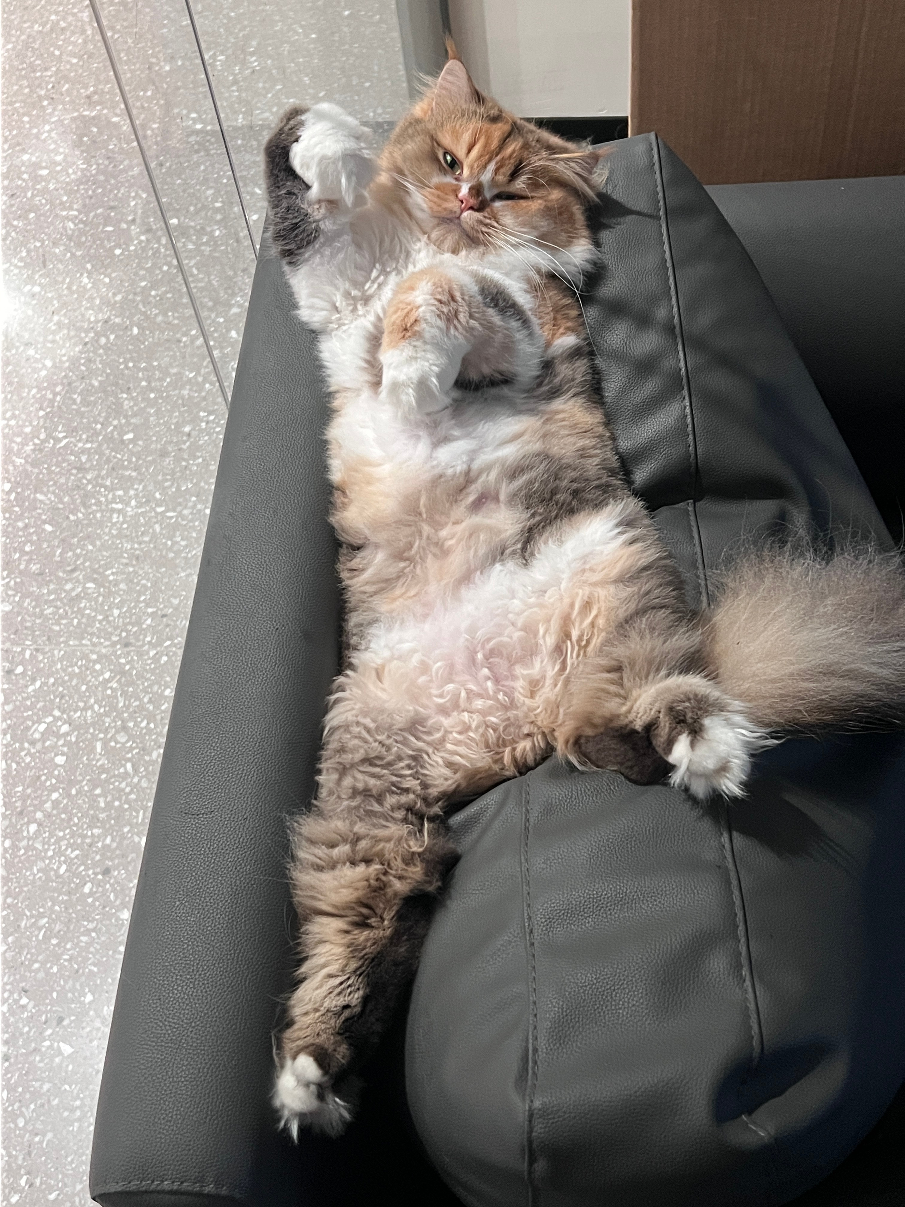 当一个小猫咪在睡梦中被吵醒，她就这样⬇️Hero久竞王者荣耀英雄归来向