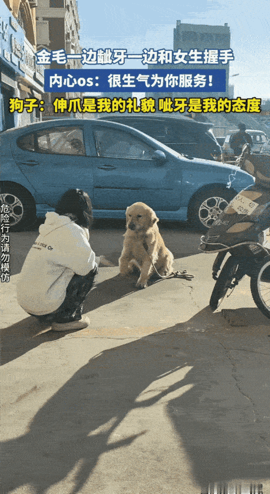 “笑不活了！”山东，一名女子出门散步，不料在街上看见一只金毛，金毛正蹲坐在地上等