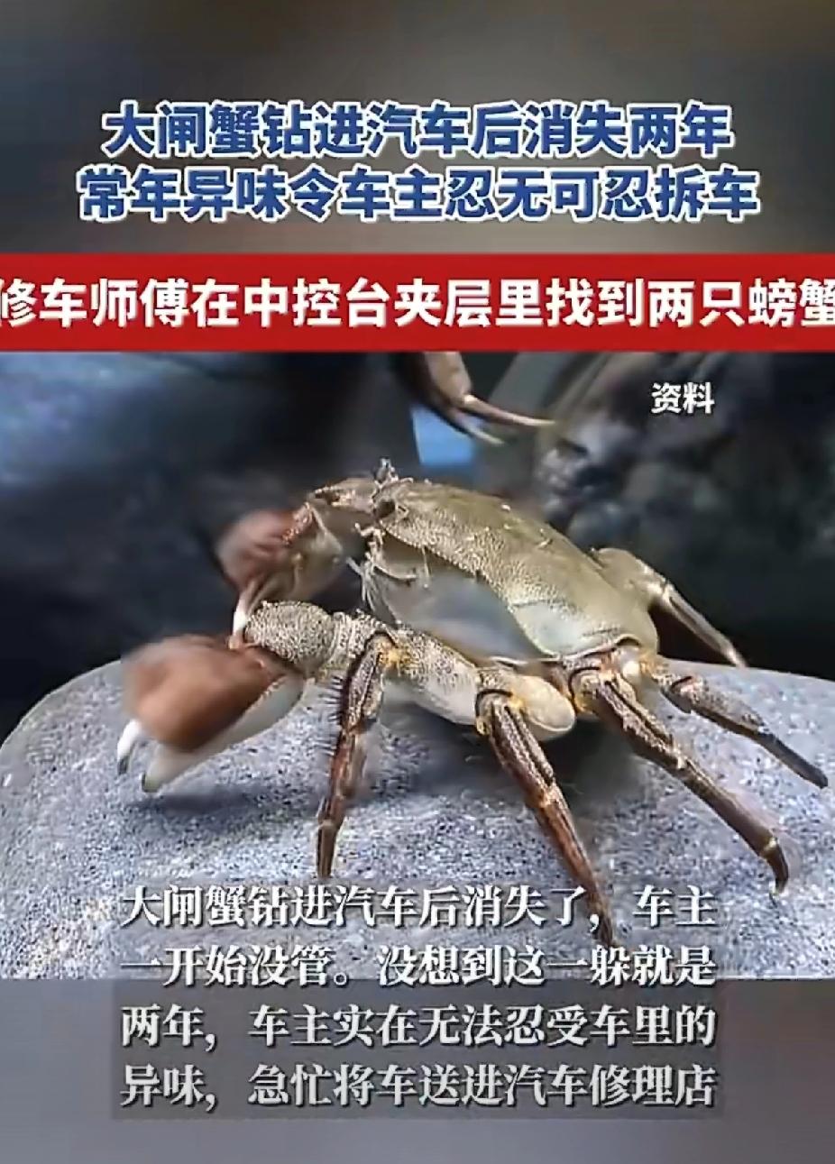 车臭2年忍无可忍！拆车竟掏出“蟹坚强”，网友：这是螃蟹界潜伏者吧😱车里飘
