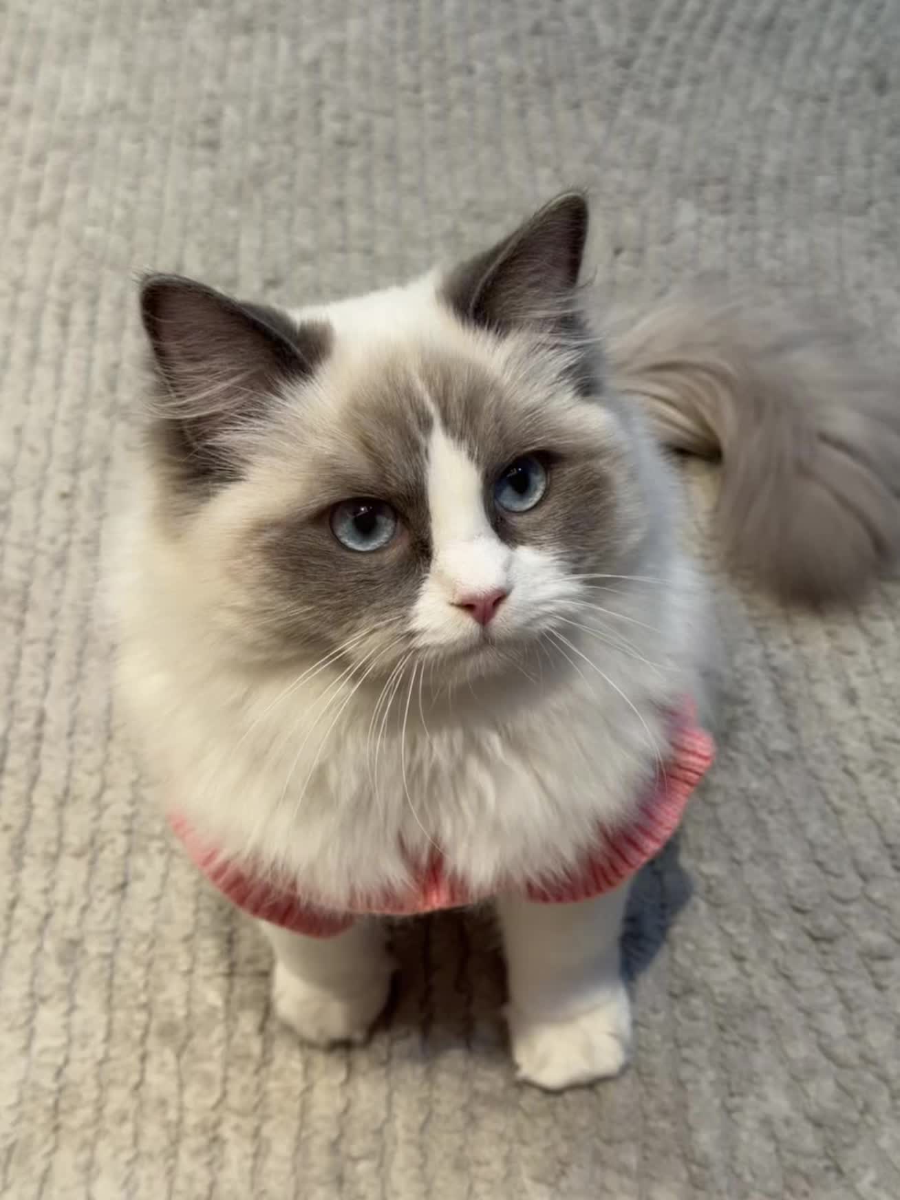 原来猫咪真的可以治愈焦虑和不愉快的心情