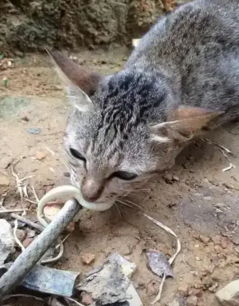 不得不说，小区里流浪猫的命是蛇给的。这几天，所在小区徽信群里，物管说要与业主就