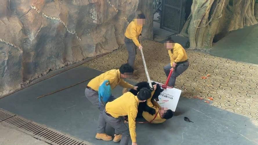 杭州野生动物园的黑熊表演时突然撕咬驯养员。看见动物咬人很残忍，不希望发生这样