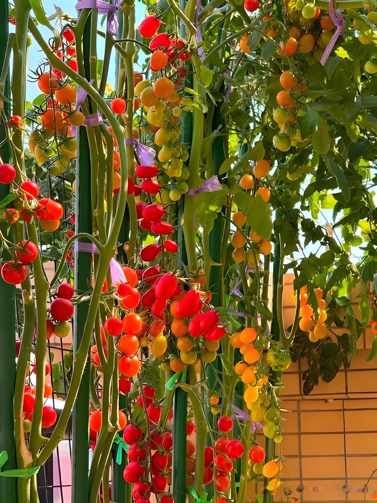 种番茄牢记！这8个时间浇水，番茄减产你别哭种番茄想挂果多，浇水时机一定要选