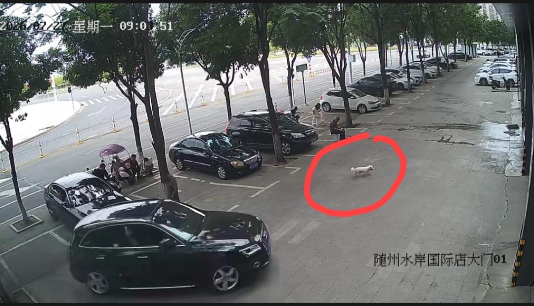 湖北随州，一宠物犬的主人发视频称:爱犬在商铺门口，被一个开车瞎了眼的给当场撞死了
