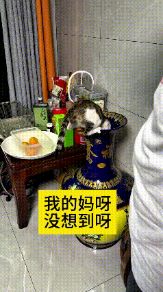 我翻来覆去看了好几遍这个视频，实在是太有意思了。小猫为了捞掉进花瓶里的小球，一头