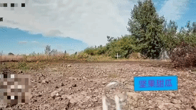 乌克兰的林中阵地危险，俄军一架潜伏的光纤从FPV在路边空地蹲点，无意中拍到空