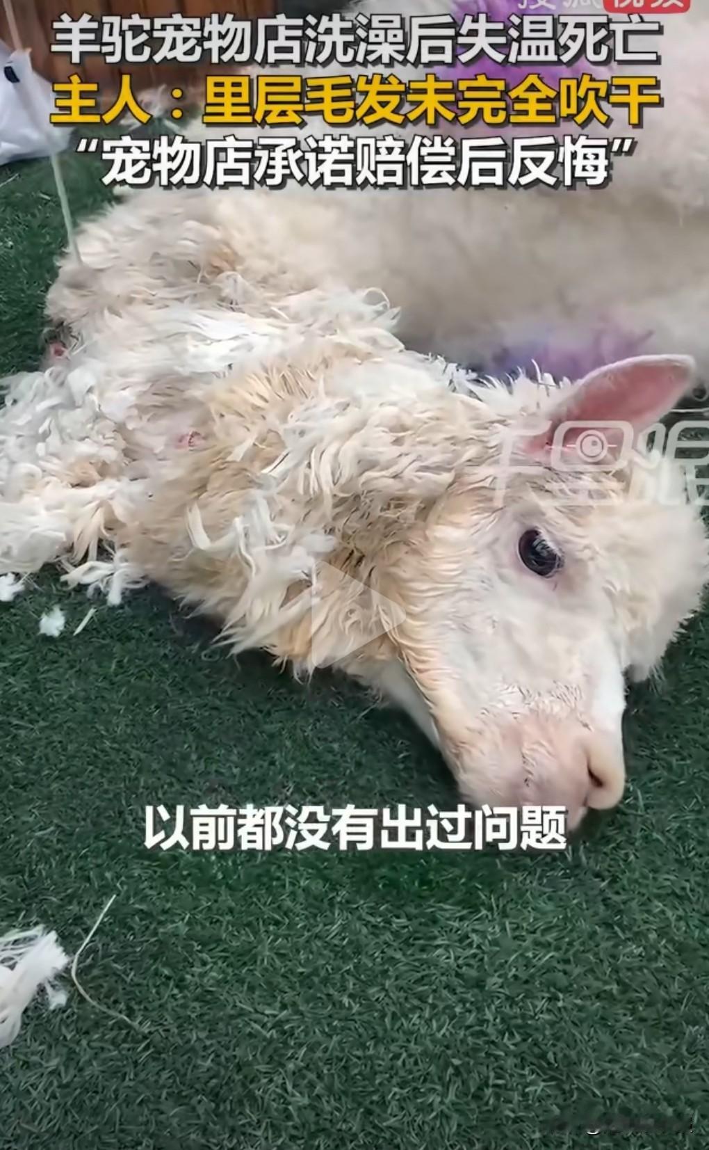 想不到竟然会发生这样的事情，实在是敲响了警钟。11月8日有人反映，羊驼送洗后因