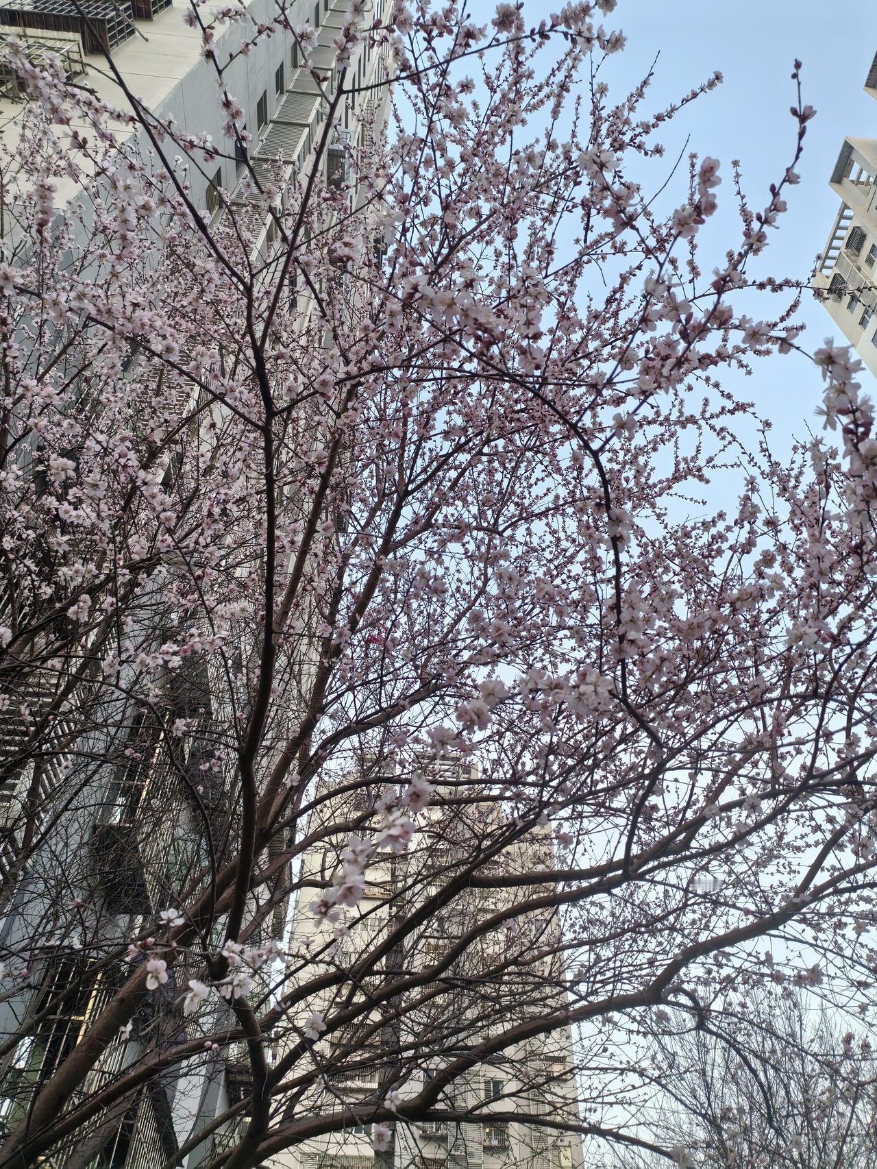 楼下桃花开了，春天的脚步近了。