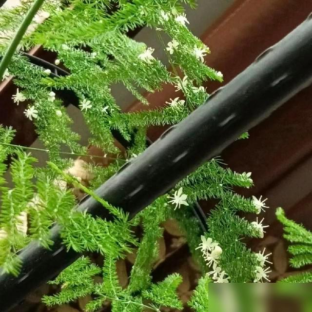 谁懂啊！刷到这消息我眼睛都亮了！花友养了5年的文竹，今年春天居然开了花——这哪是