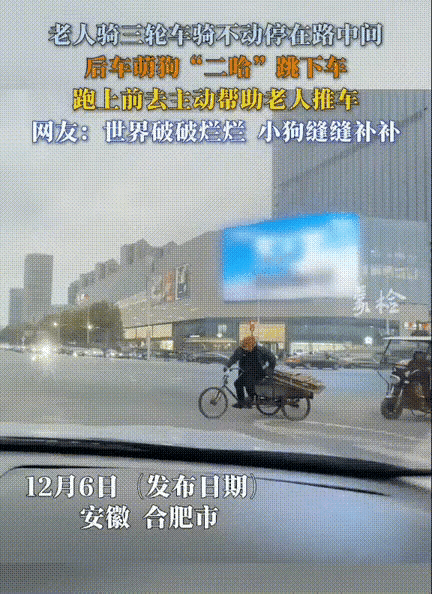 谁再说二哈“智商不在线”我跟谁急！安徽合肥这只二哈的暖心操作，