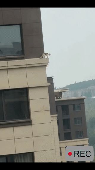 猫咪不会恐高吗？这十几层楼的高度我隔着屏幕都腿软，它竟然若无其事，还打算往下