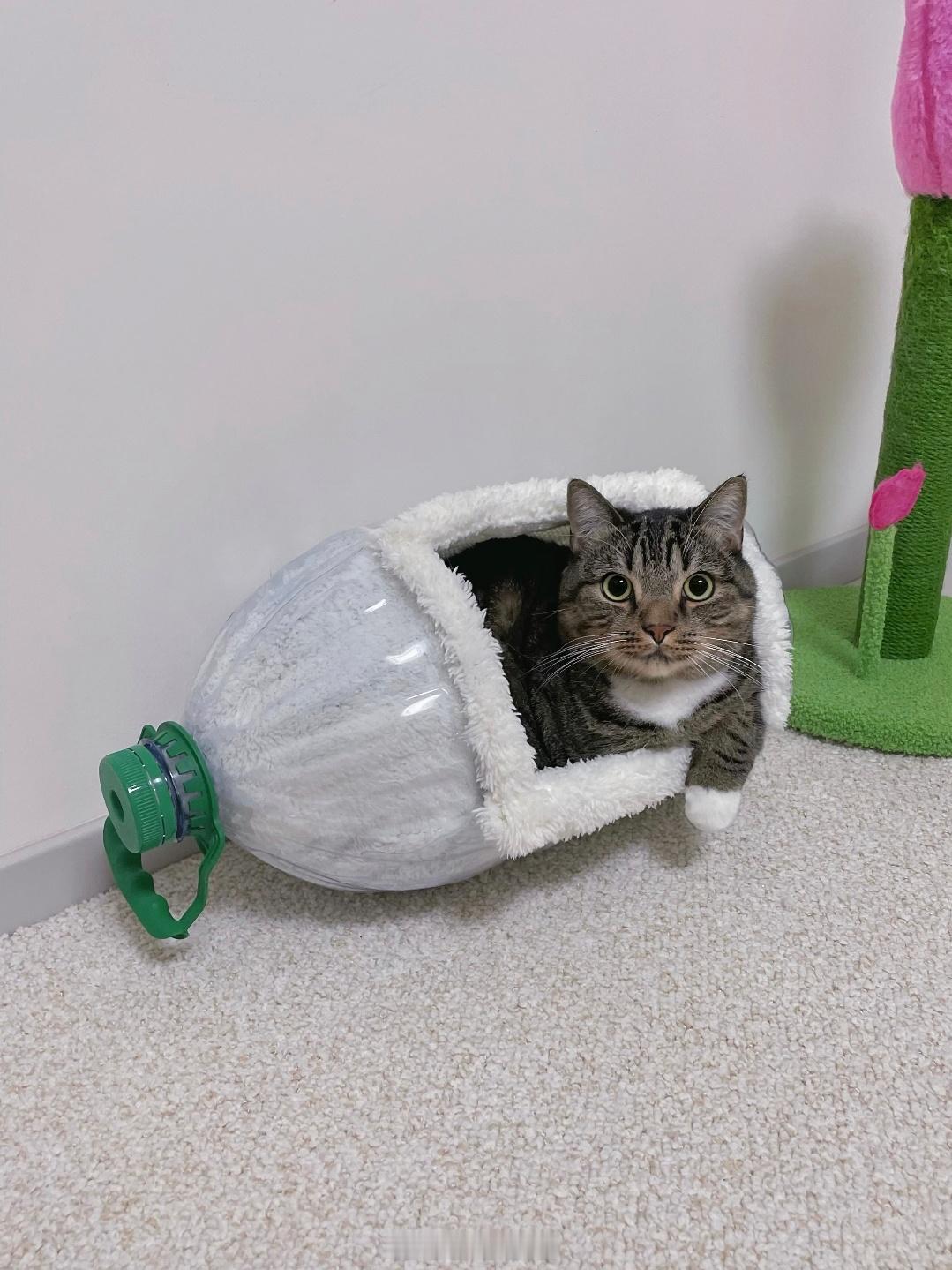 看到个用旧物做的小猫窝，回头带儿子也做一个。想必他应该会挺感兴趣