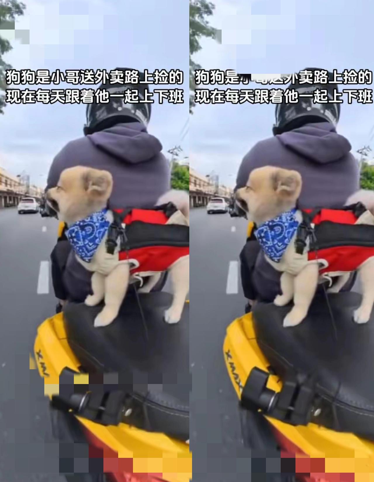 别光羡慕外卖小哥和小狗的暖，这根本是双向的“续命”啊！你以为是