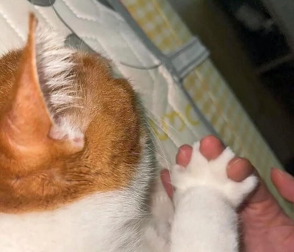 和小猫签订契约，人类将免去小猫终生饥寒之苦，而小猫则为人类看守心门​​​