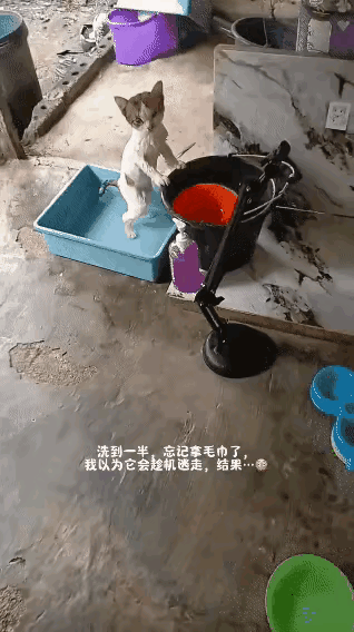 天气渐渐的冷了,又到了流浪猫最难熬的时候。回家的路上看到一只浑身脏兮兮的小流浪猫