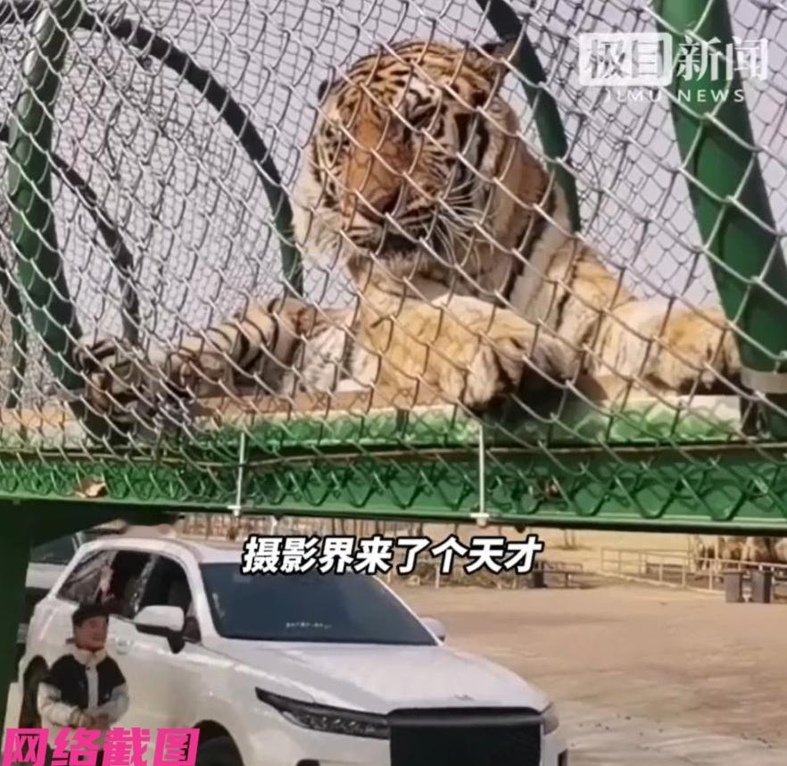 江苏有位男子去动物园看老虎，此刻男子一时起兴，决定自己要留个老虎的照片，只是男子