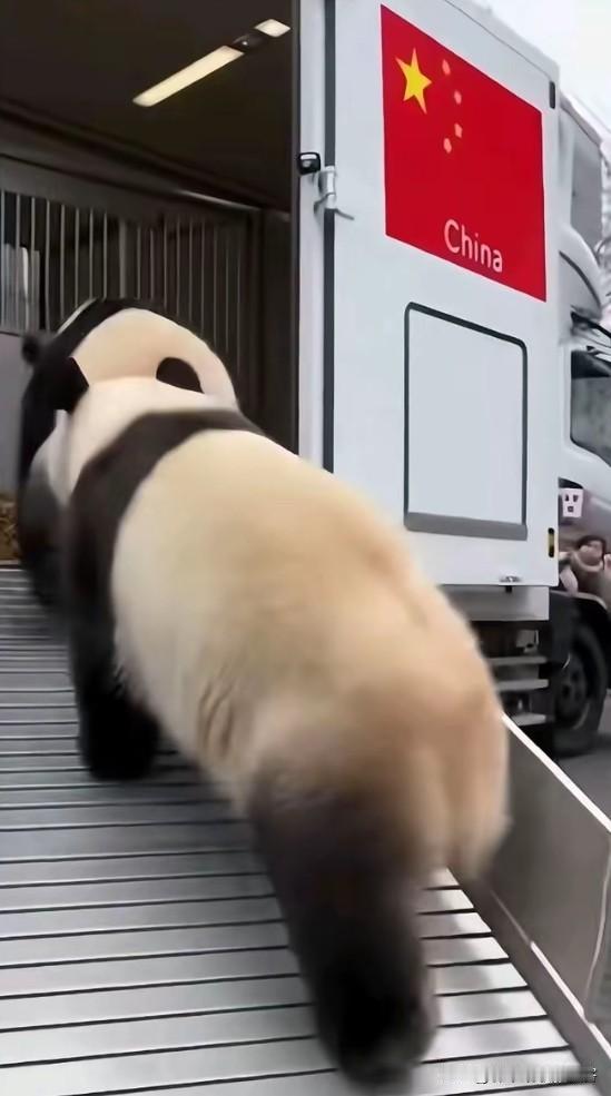 今儿刷到旅日大熊猫回国那视频，真是给我看乐了。平时看送别场面都挺伤感，但这俩