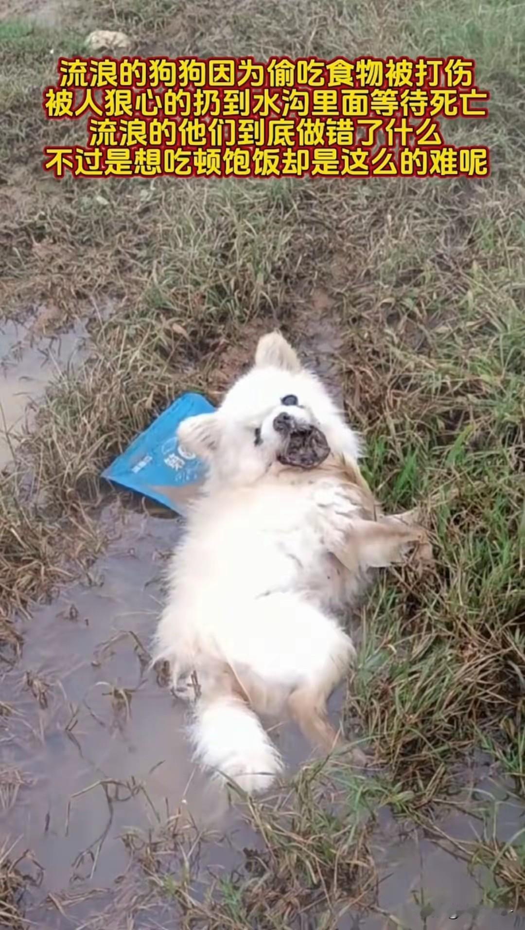 流浪狗偷吃晾在院子里的腊肉被屋主暴打一顿后抛在水沟里无法动弹。这只大白狗看起来应