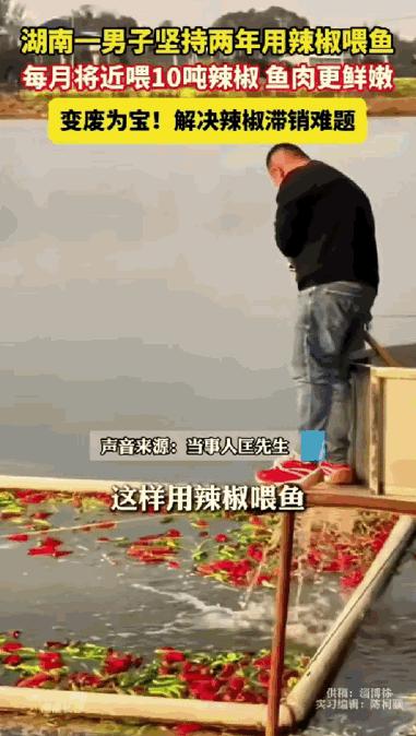 湖南，一男子经营60亩渔场，养殖草鱼和鲤鱼，日子久了发现光饲料成本就占了大半，实