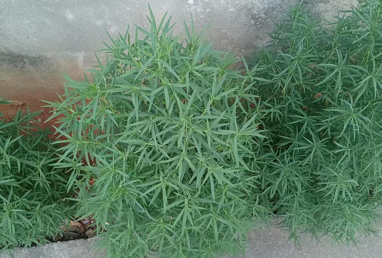 有多少网友认识这个？我们这有人会专门种植，因为，它用处很大的。我们这的土话